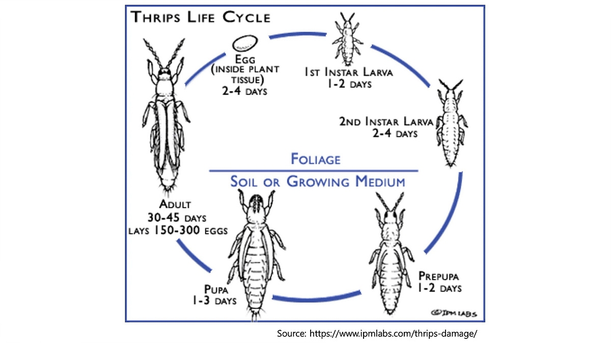 Ultra Powerful Thrips Control Solution. The world's most