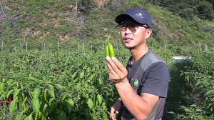 Secret to high organic pepper yield, good growth plan, less greed