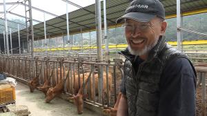 creating korean style cow farming