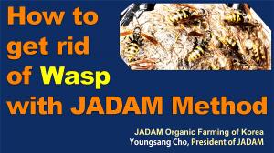 How to get rid of Wasp with JADAM Method